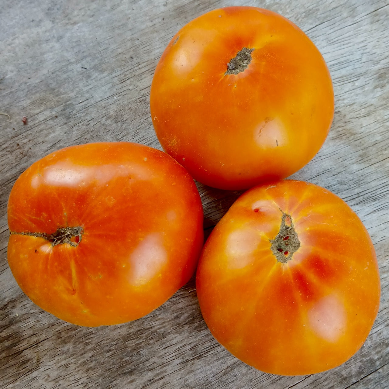 Lofthouse Big Hill Tomato