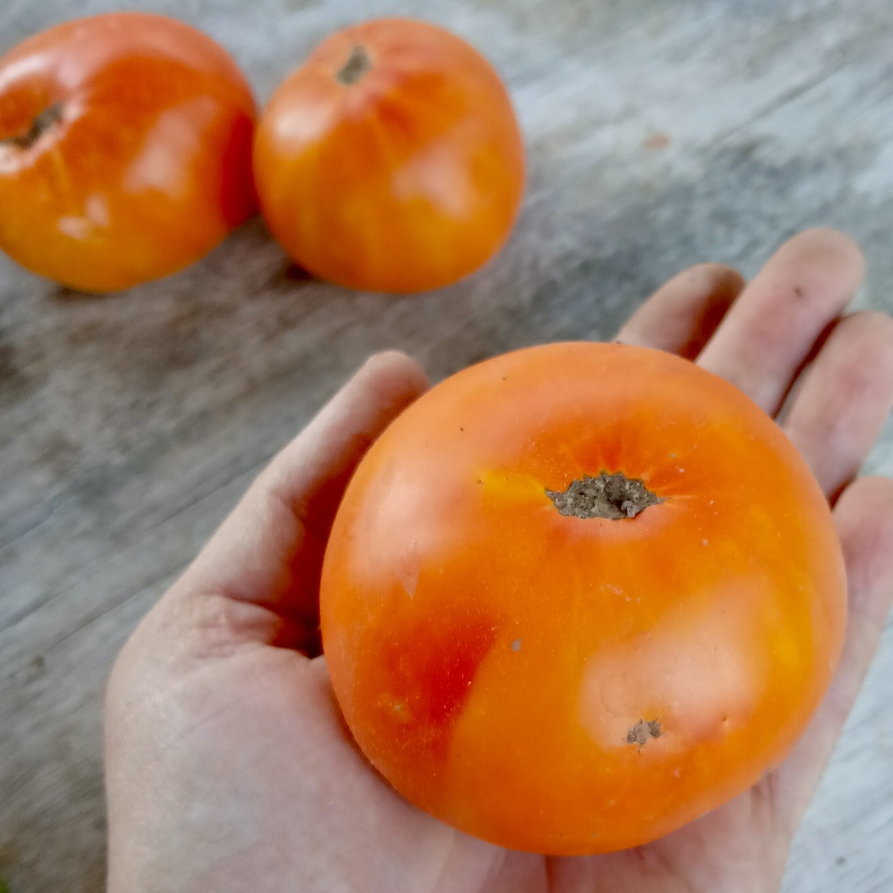 Lofthouse Big Hill Tomato