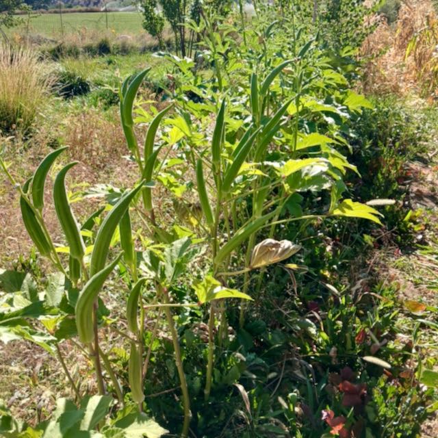 Clemson Spineless Okra