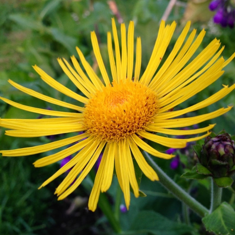 *Medicine Garden Collection* ("Be Well Stocked")