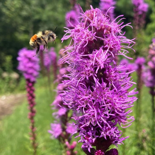 *Pollinator Garden Collection* ("Love Thy Pollineighbor")