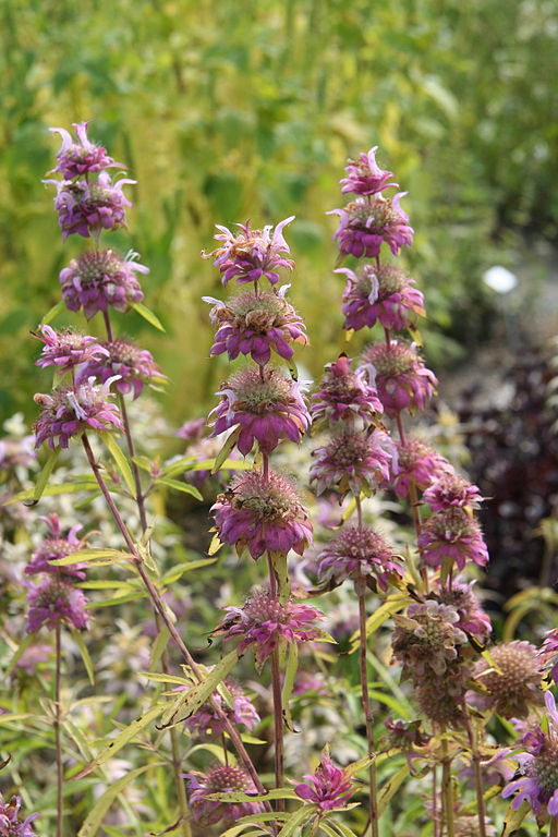 Lemon Bee Balm (Bergamot)