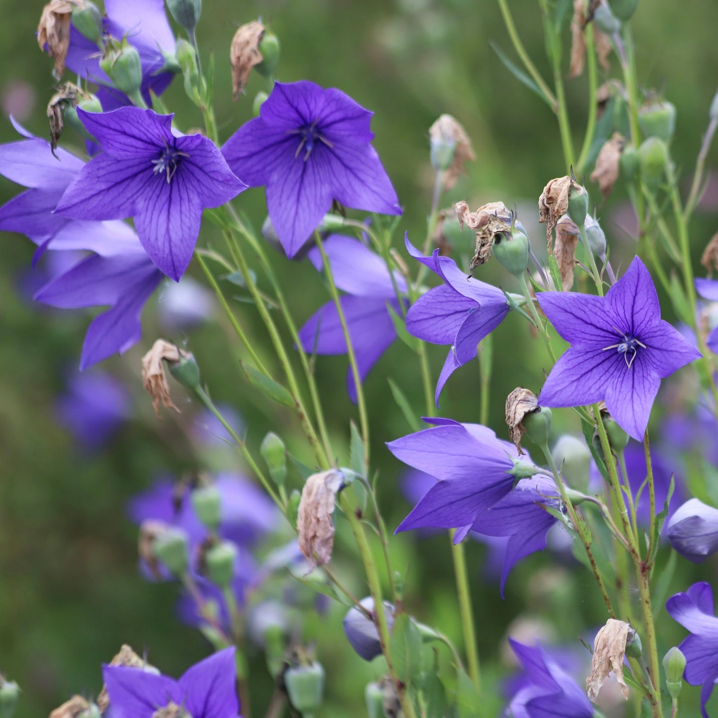 Balloon Flower (Platycodon grandiflorus)