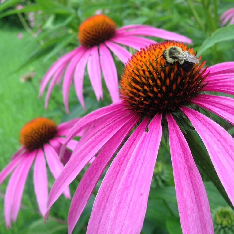 *Medicine Garden Collection* ("Be Well Stocked")