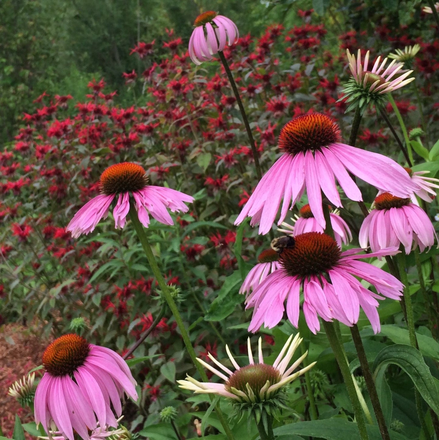 *Medicine Garden Collection* ("Be Well Stocked")