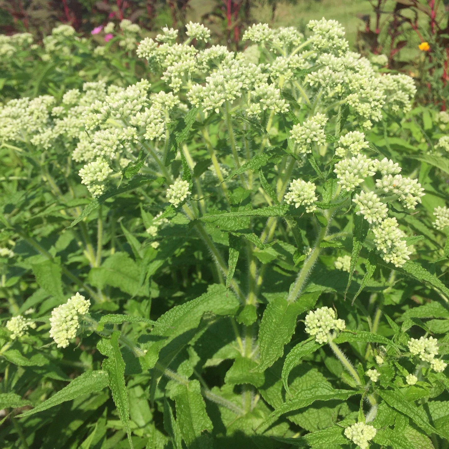 Boneset (Eupatorium perfoliatum)