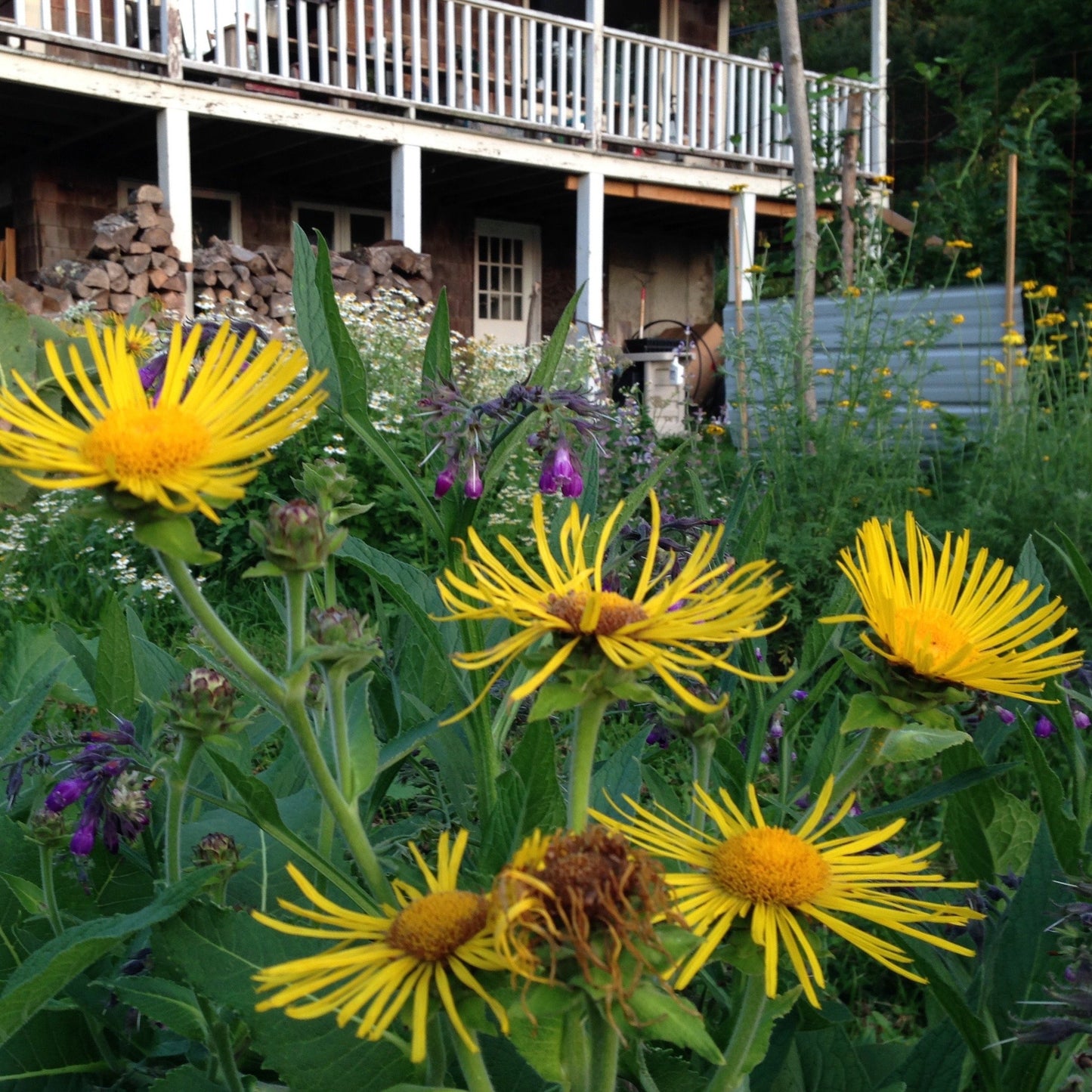 Elecampane (Inula helenium)