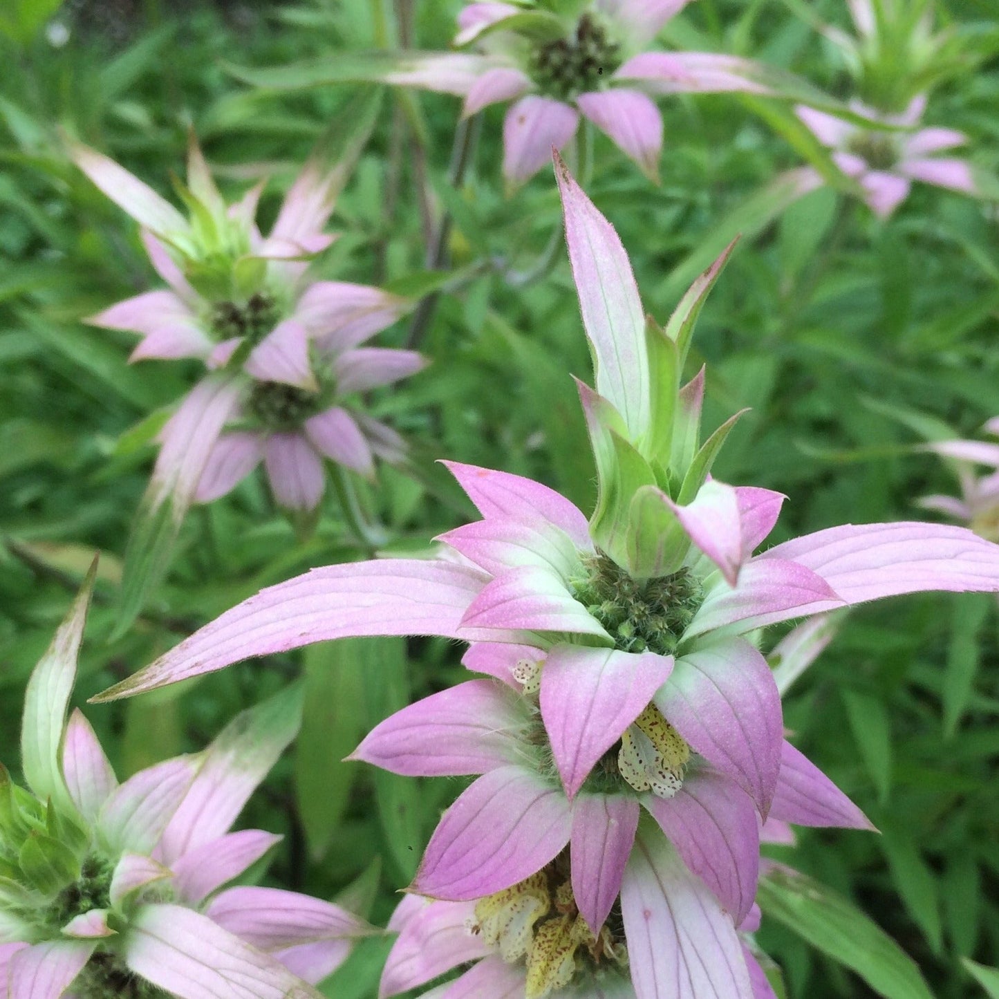 Bee Balm, Spotted (Monarda punctata)