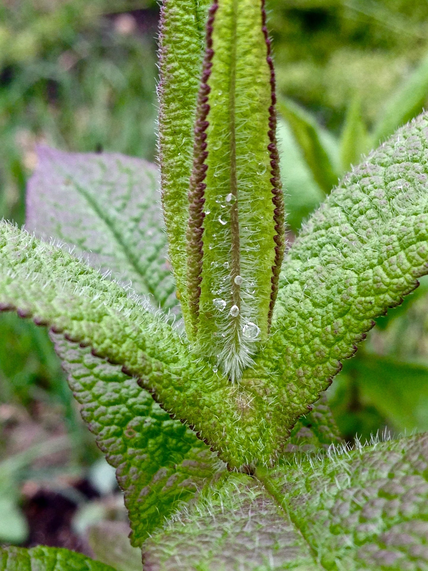 Boneset (Eupatorium perfoliatum)