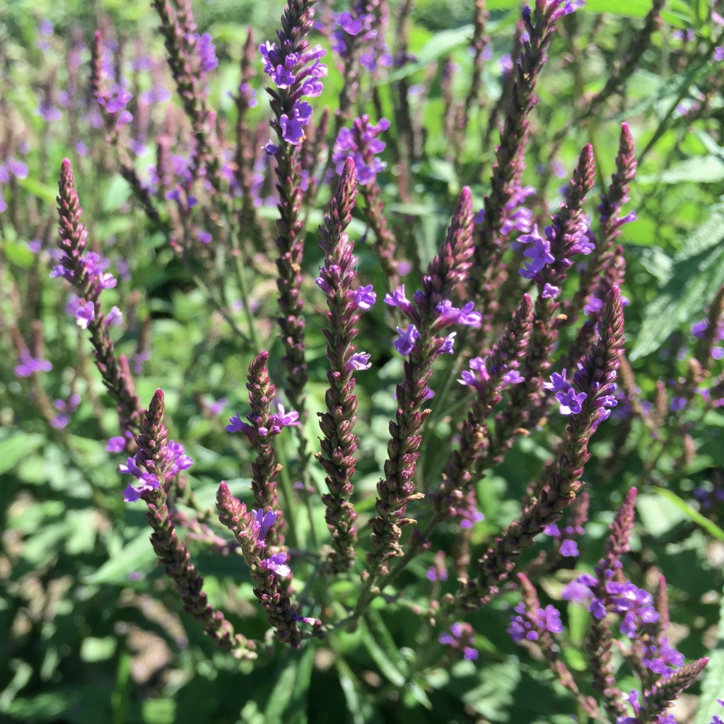 Vervain, Blue (Verbena hastata)