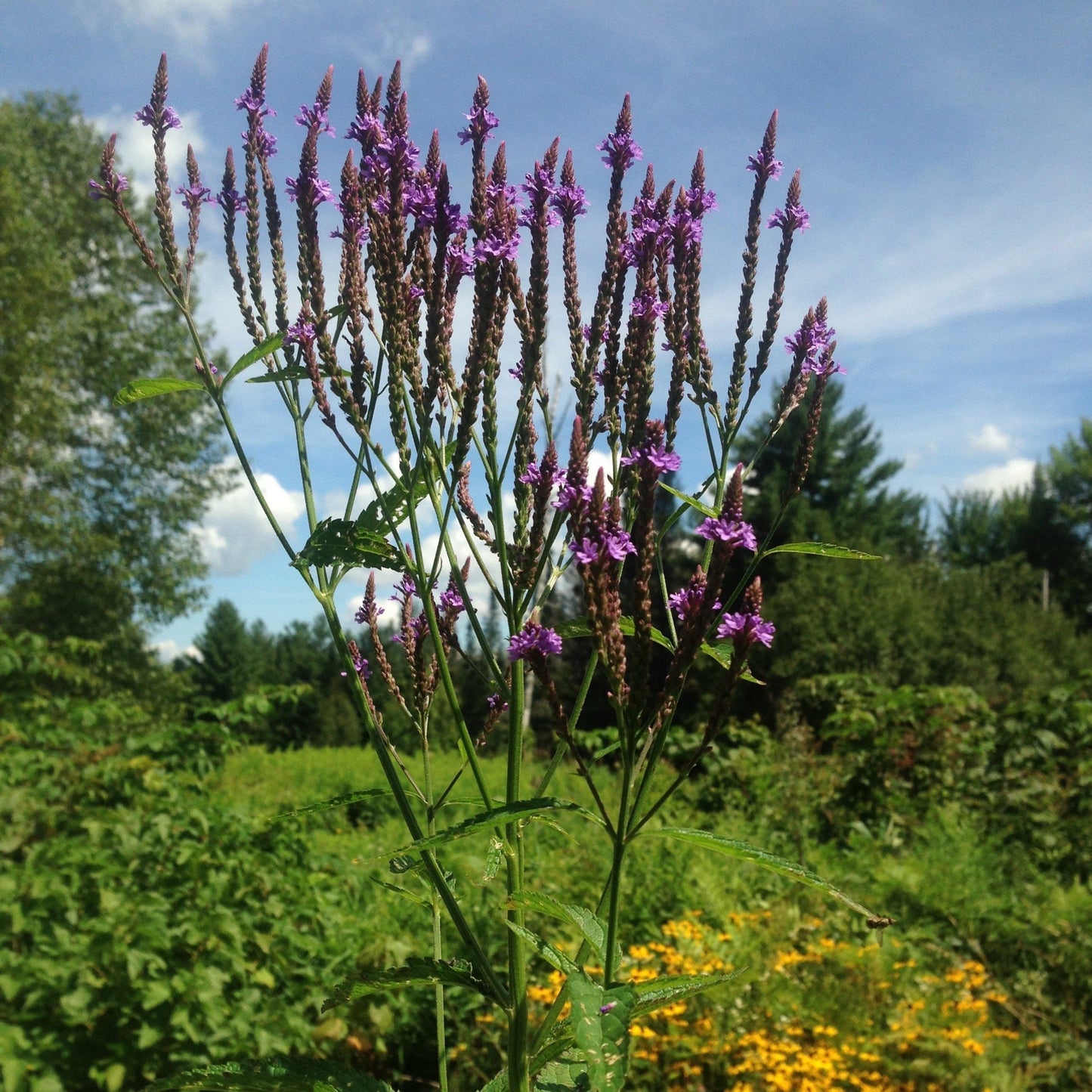 Vervain, Blue (Verbena hastata)