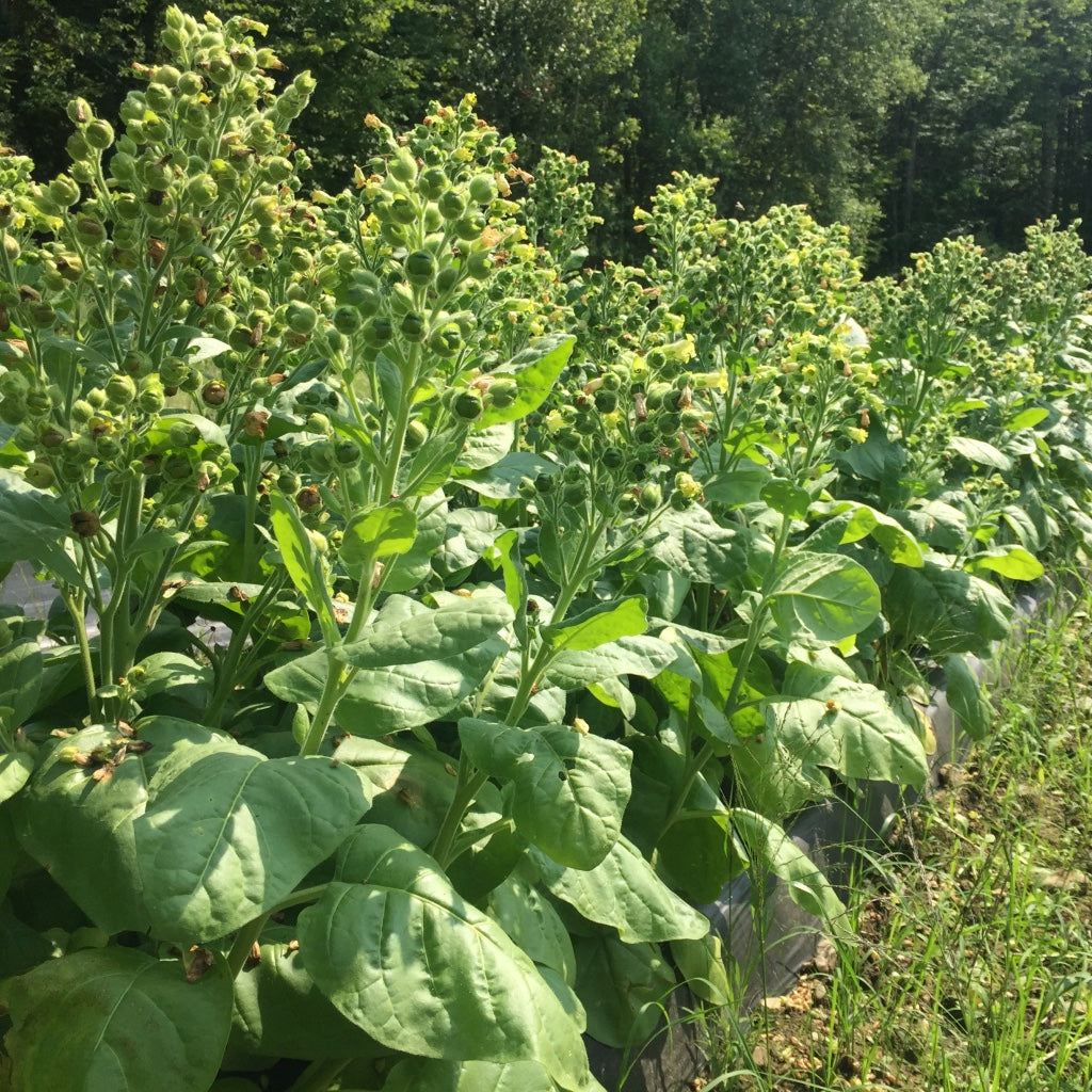 Tobacco, Rustica (Nicotiana rustica)