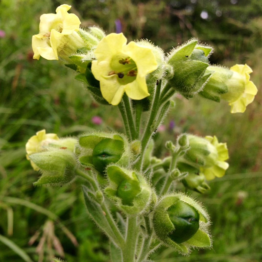 Tobacco, Rustica (Nicotiana rustica)