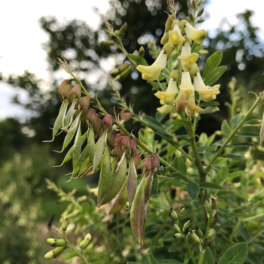 Astragalus (Astragulus membranaceus)
