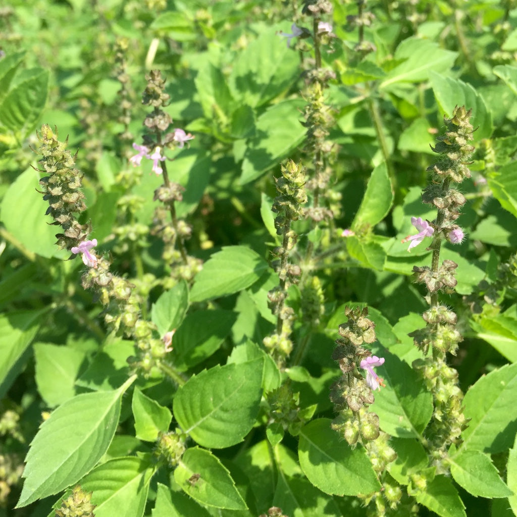 Tulsi, Temperate (Ocimum africanum)