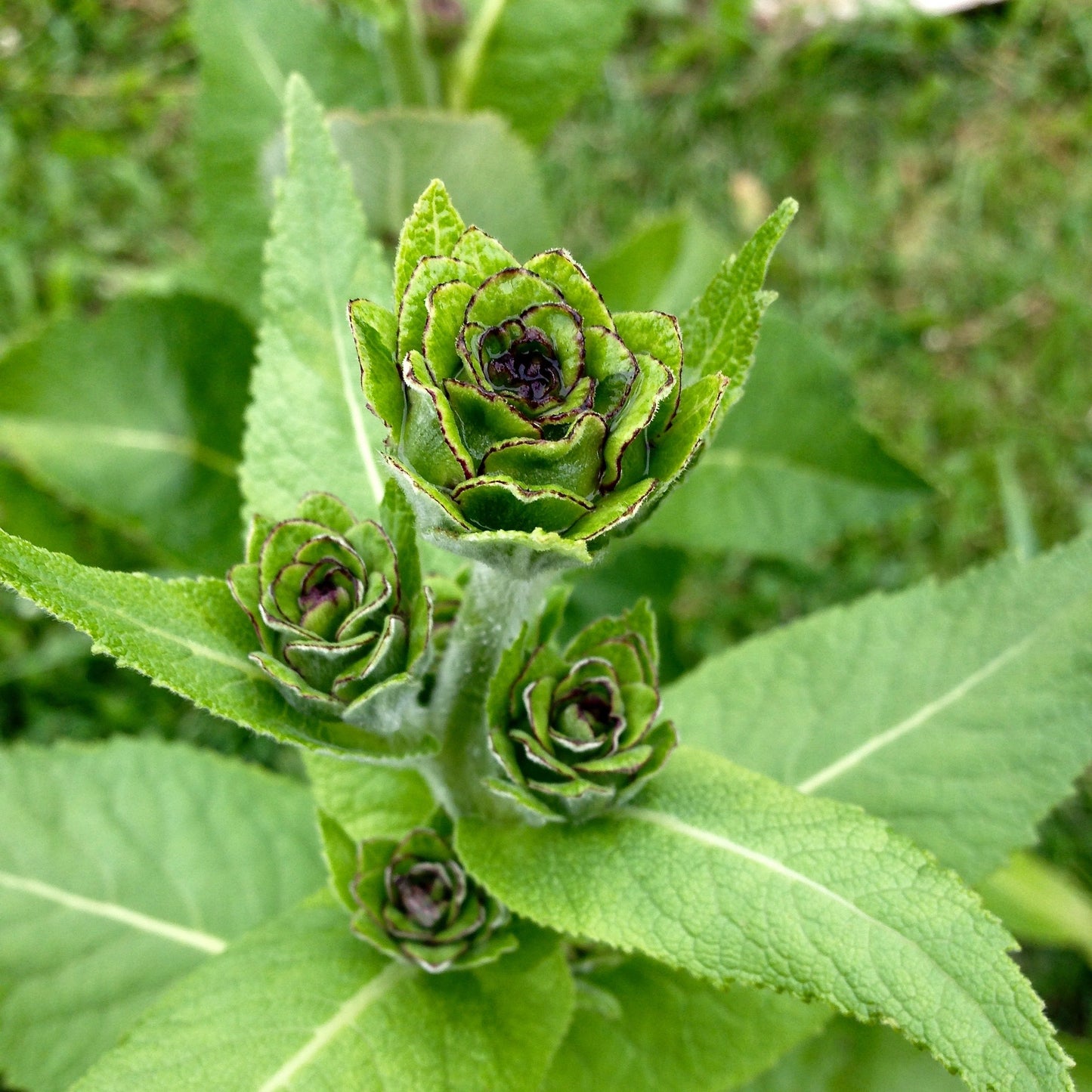 Elecampane (Inula helenium)