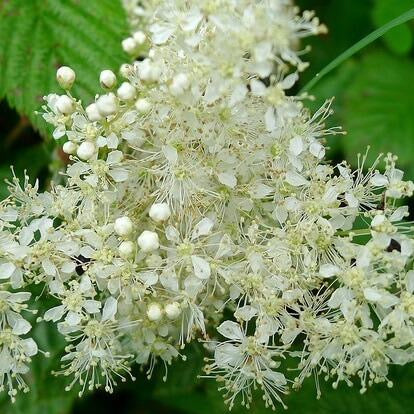 Meadowsweet (Filipendula ulmaria)