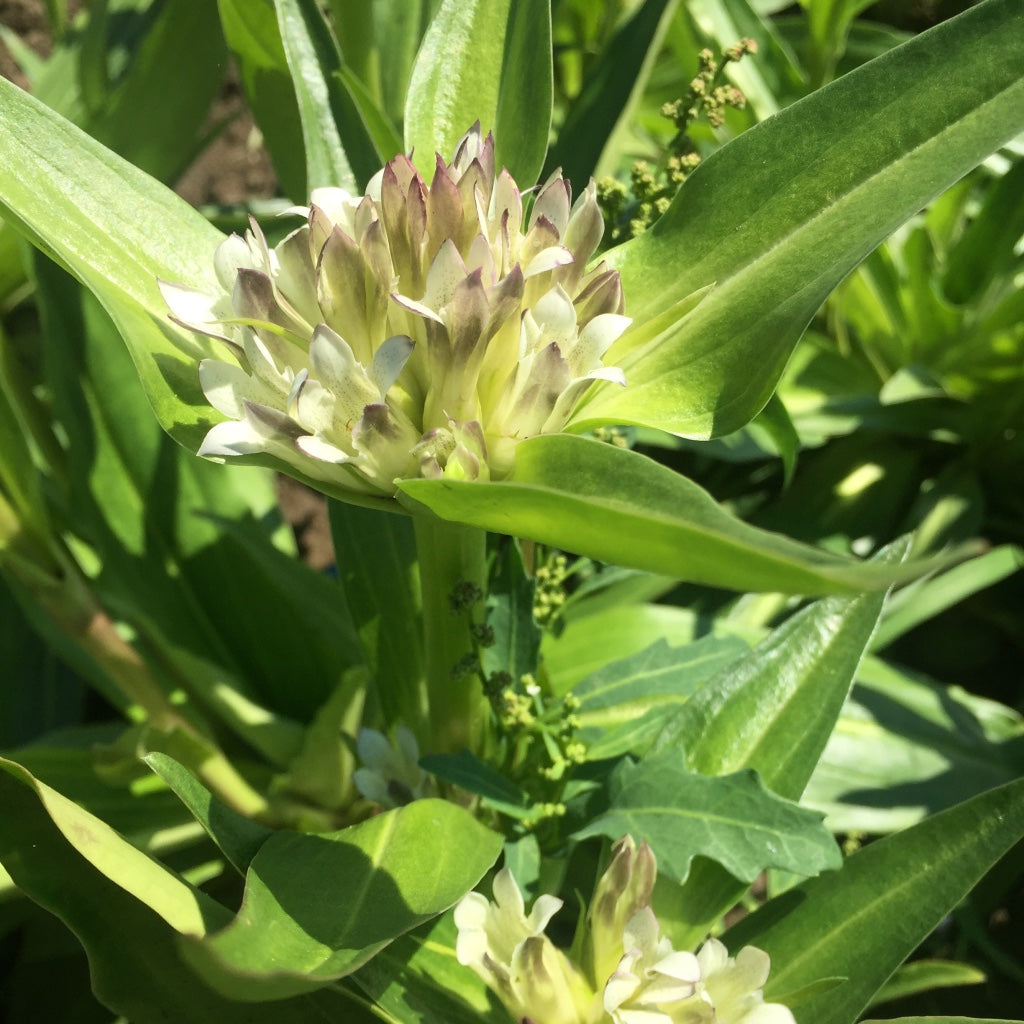 Gentian, Tibetan (Gentiana tibetica)