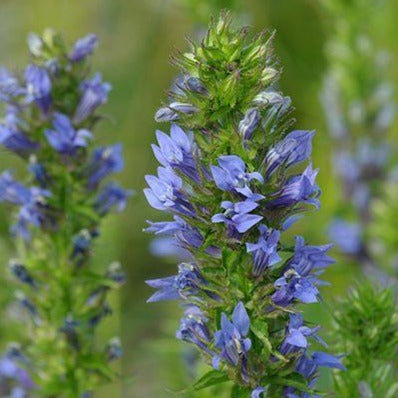 *Pollinator Garden Collection* ("Love Thy Pollineighbor")