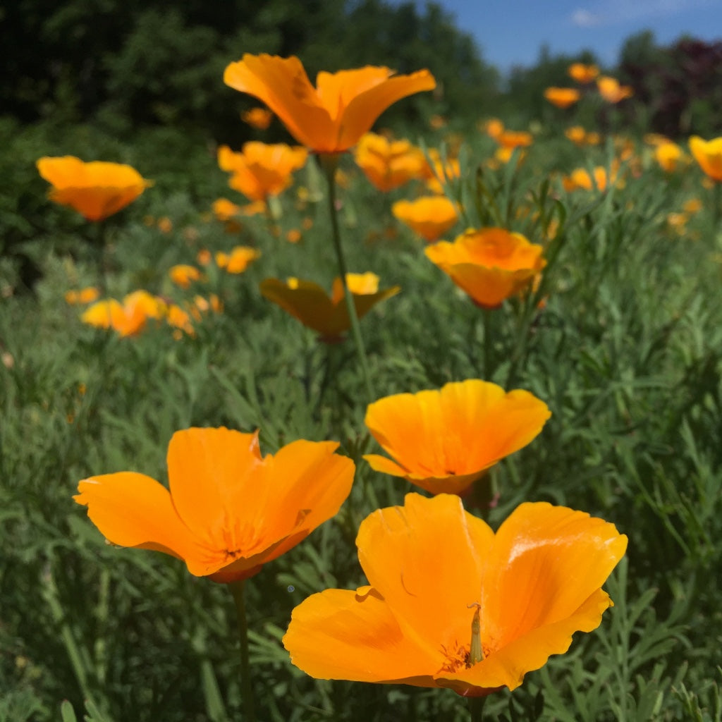 Poppy, California (Eschscholzia californica)