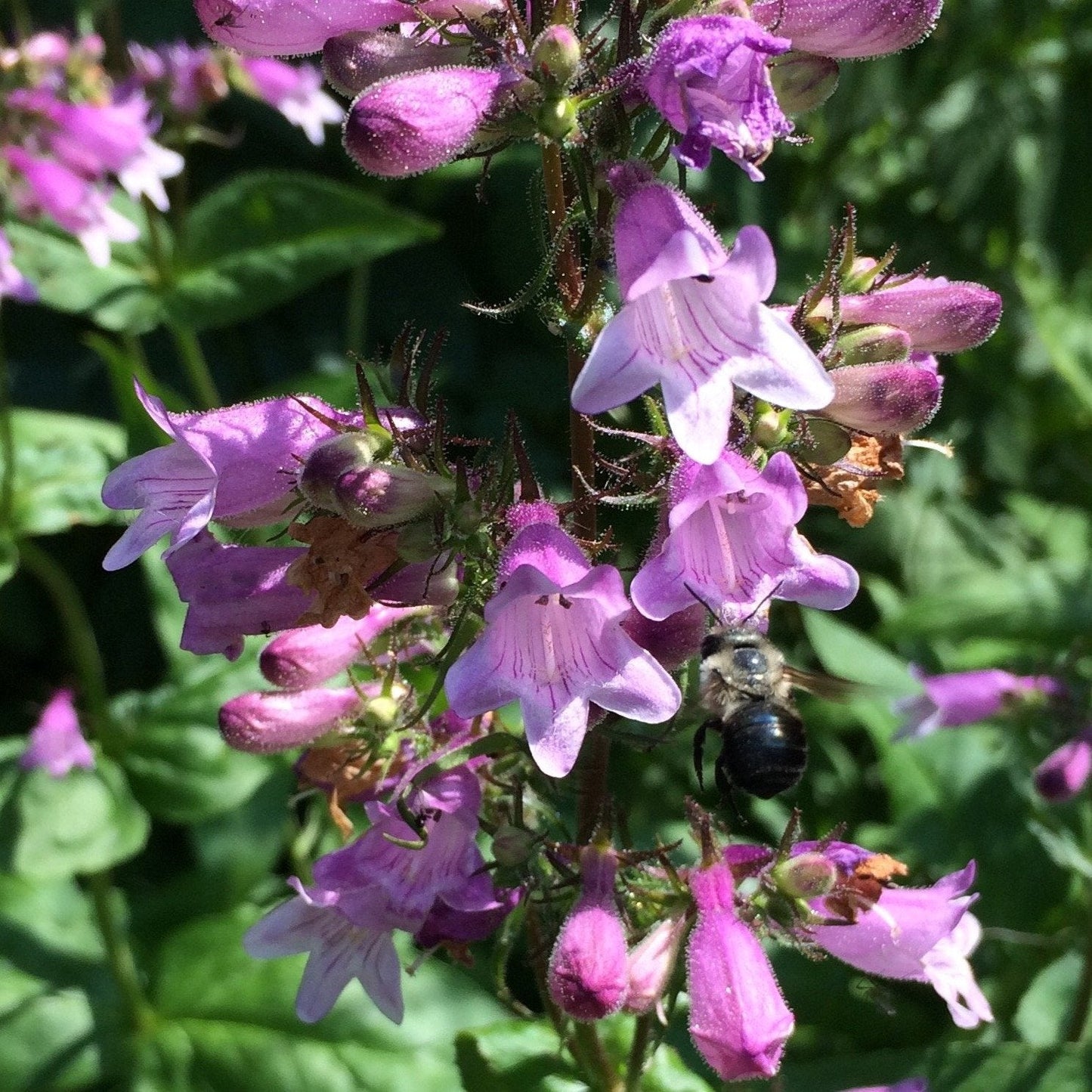 *Pollinator Garden Collection* ("Love Thy Pollineighbor")