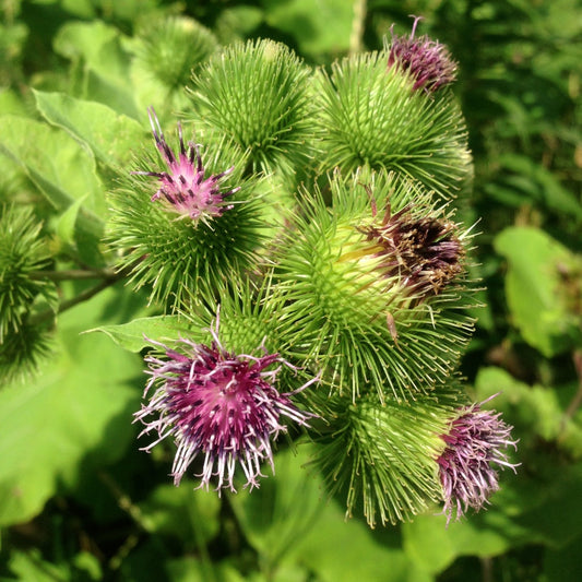 Burdock, Gobo (Arctium lappa)