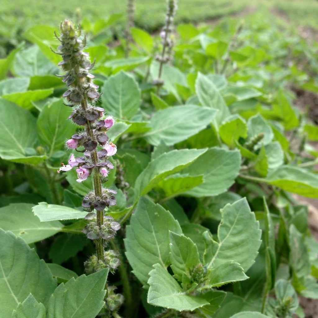 Tulsi, Temperate (Ocimum africanum)