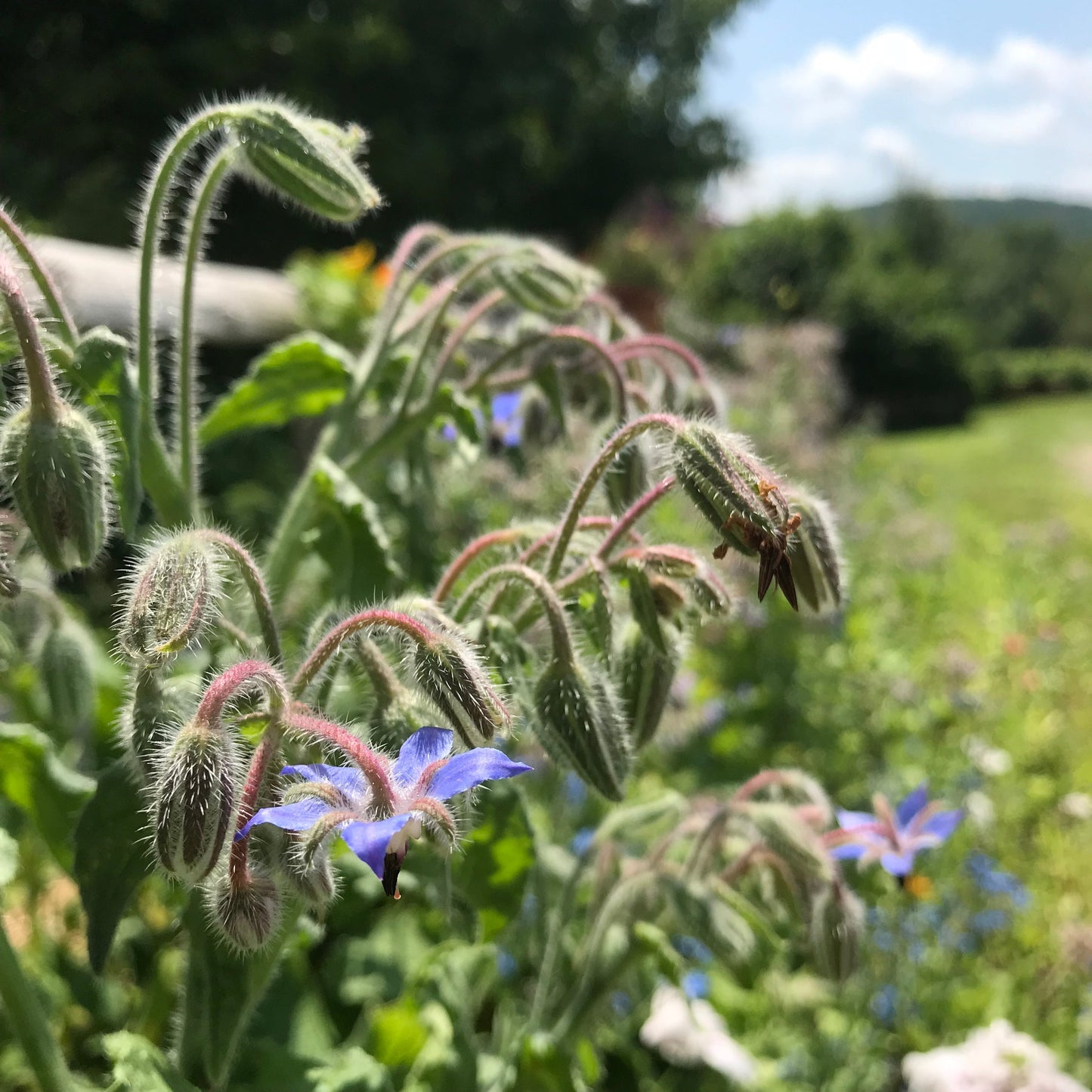 Borage (Borago officinalis)