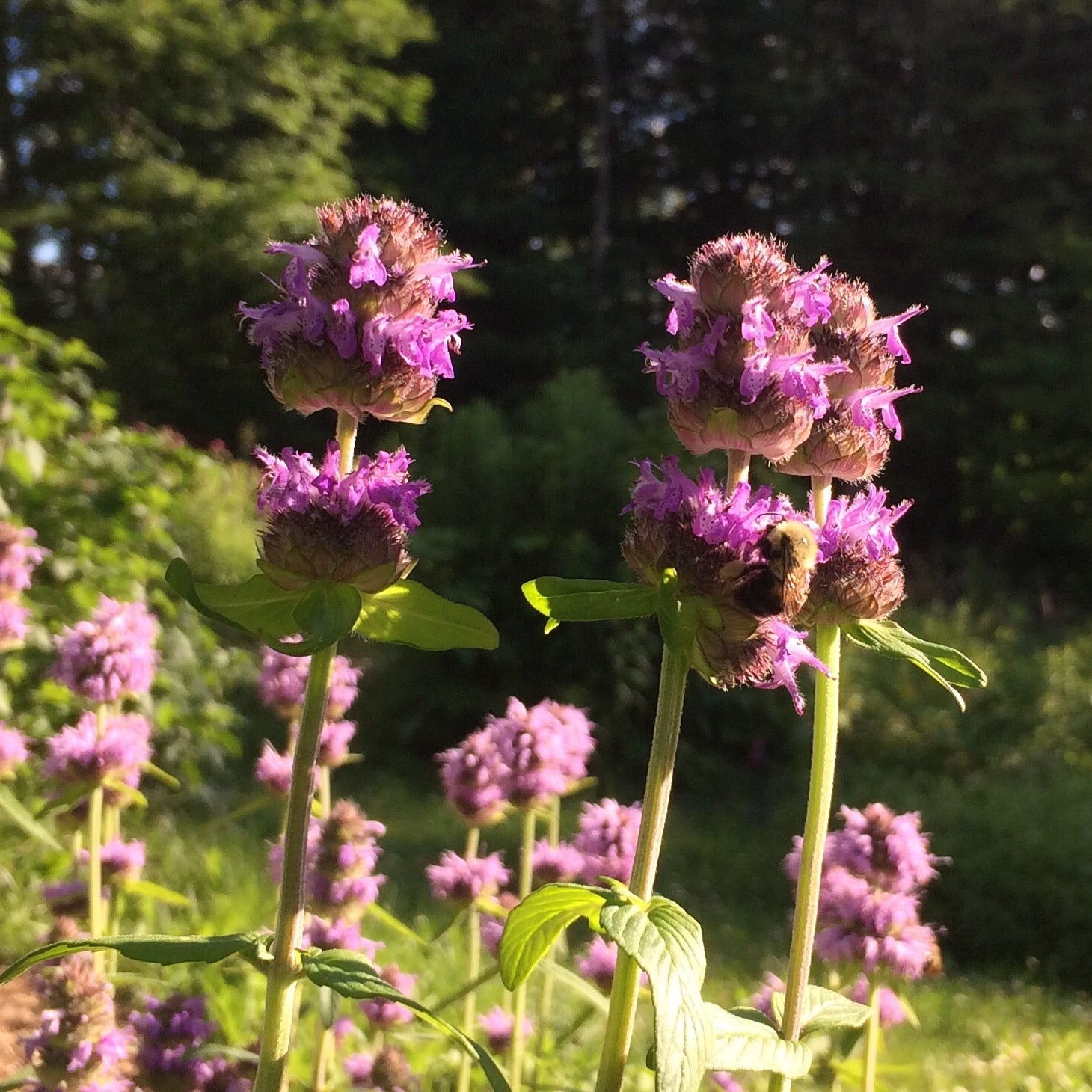 Downy Woodmint (Blephilia ciliata) – Grit