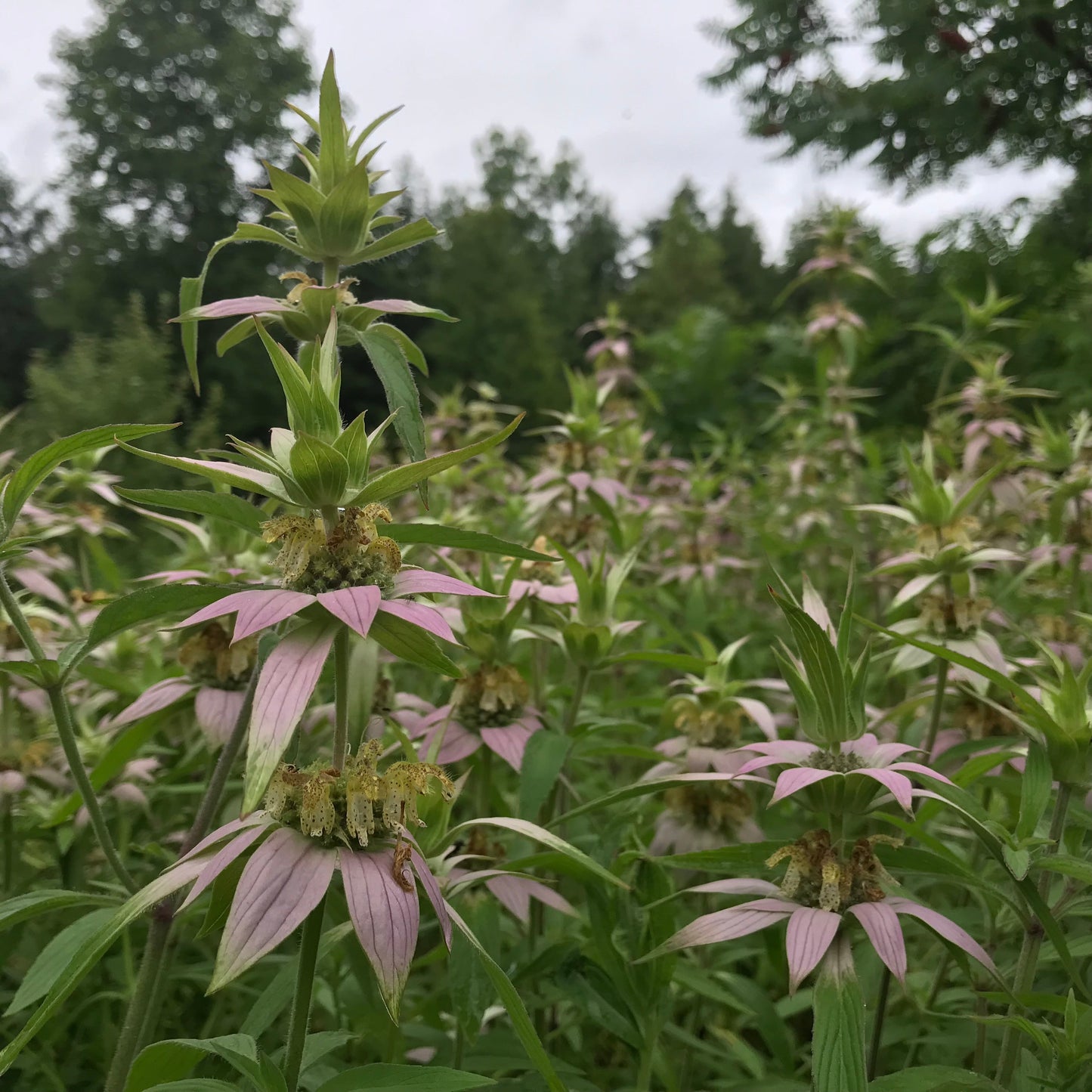 Bee Balm, Spotted (Monarda punctata)