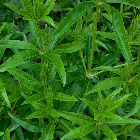 Madder (Rubia tinctorum)