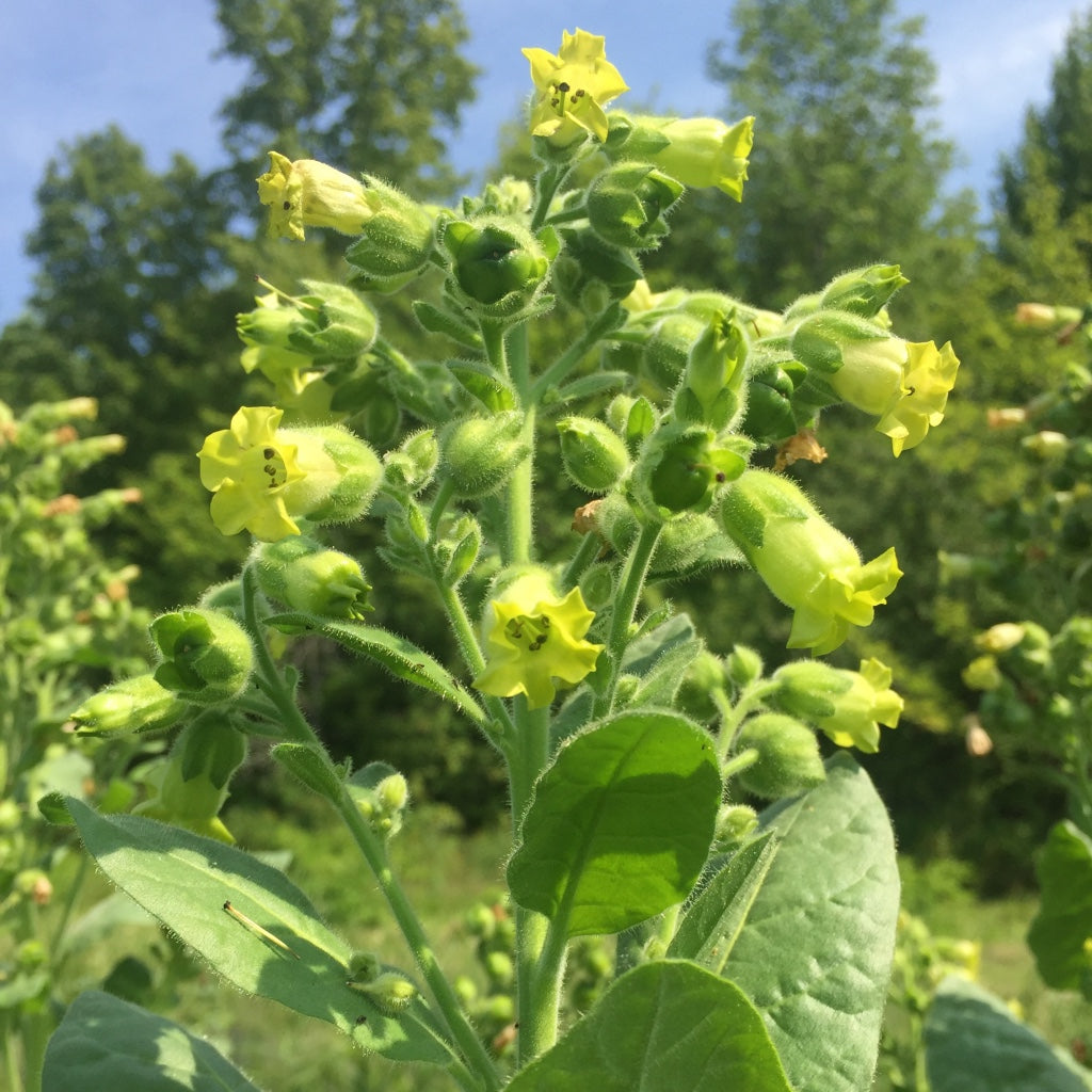 Tobacco, Rustica (Nicotiana rustica)