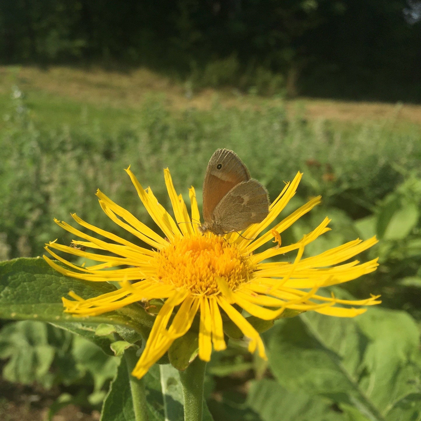 Elecampane (Inula helenium)