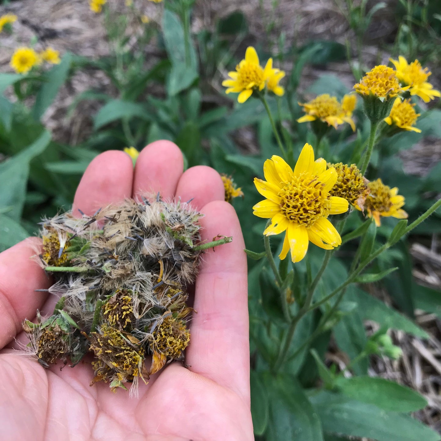Arnica, Meadow (Arnica chamissonis)