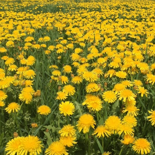 Dandelion (Taraxacum officinale)