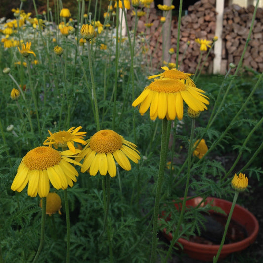 Chamomile, Dyer's  (Anthemis tinctora)