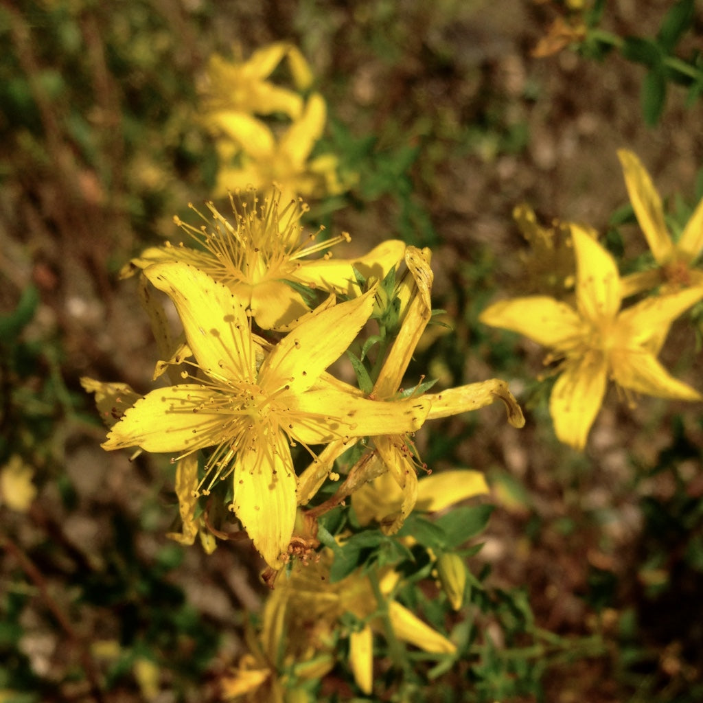 St. John's Wort (Hypericum perforatum)