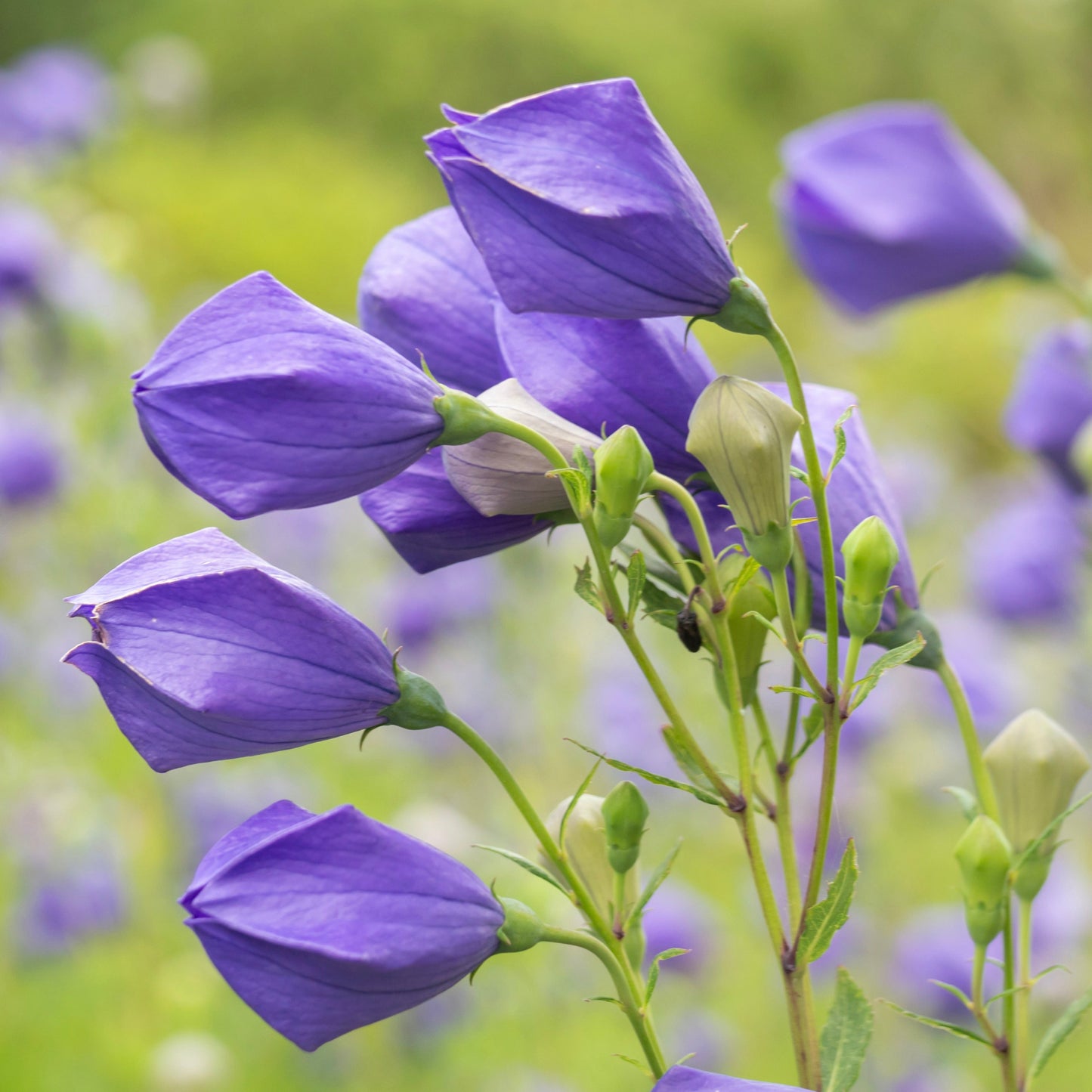 Balloon Flower (Platycodon grandiflorus)