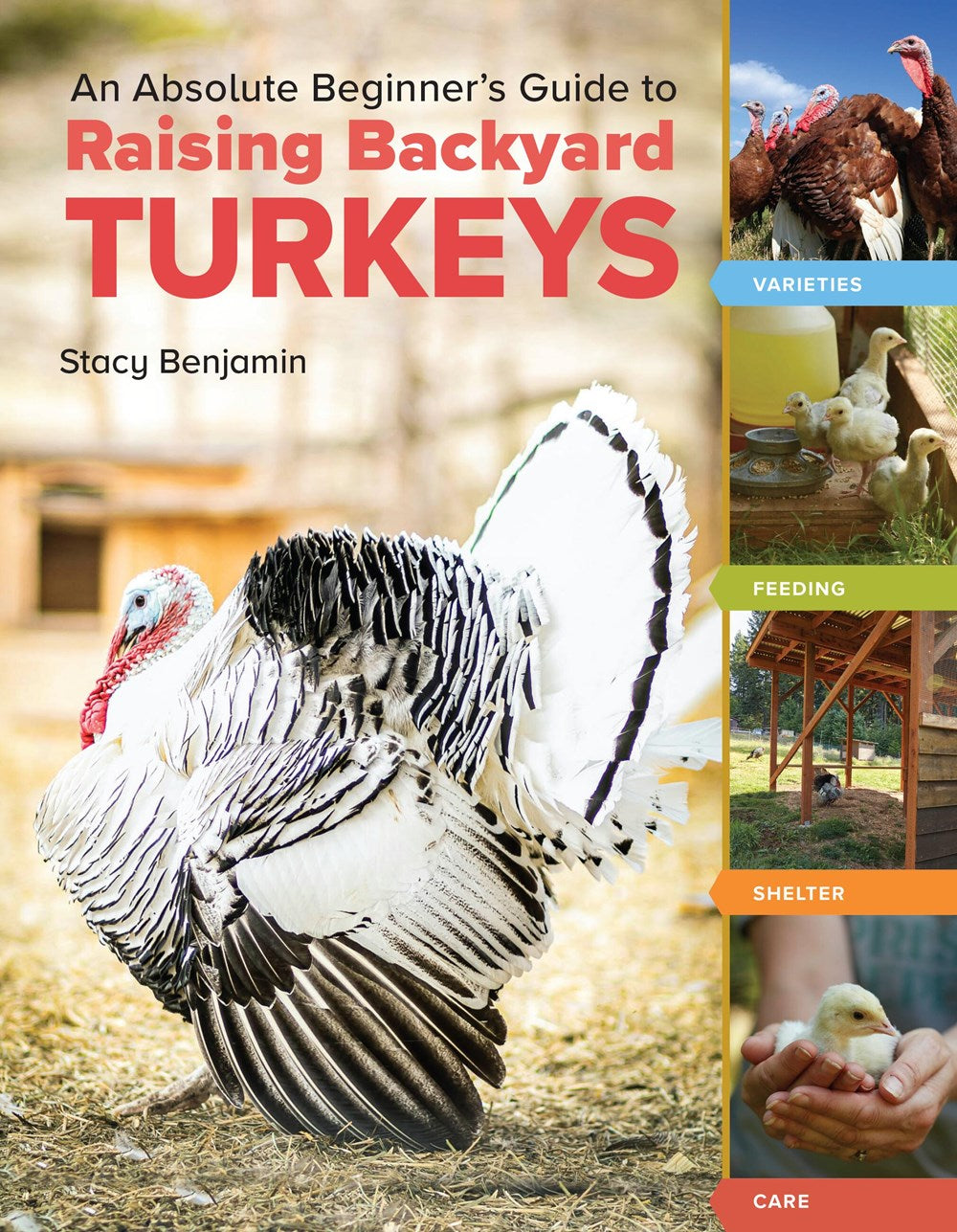 AN ABSOLUTE BEGINNER'S GUIDE TO RAISING BACKYARD TURKEYS