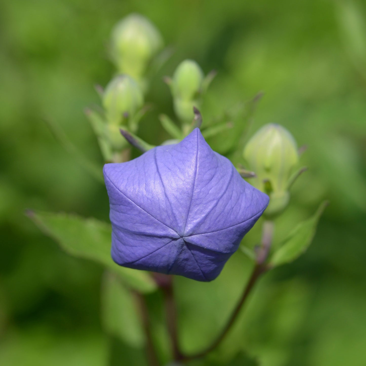 Balloon Flower (Platycodon grandiflorus)