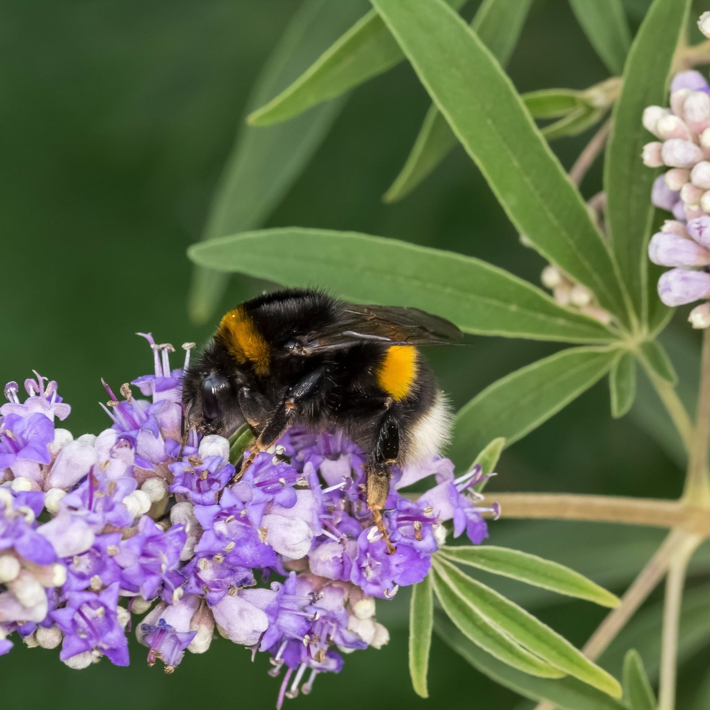 Chaste Tree aka. Vitex (Vitex agnus-castus)