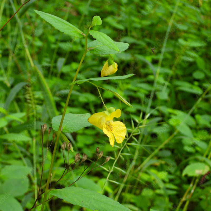 Jewelweed, Yellow (Impatiens pallida)