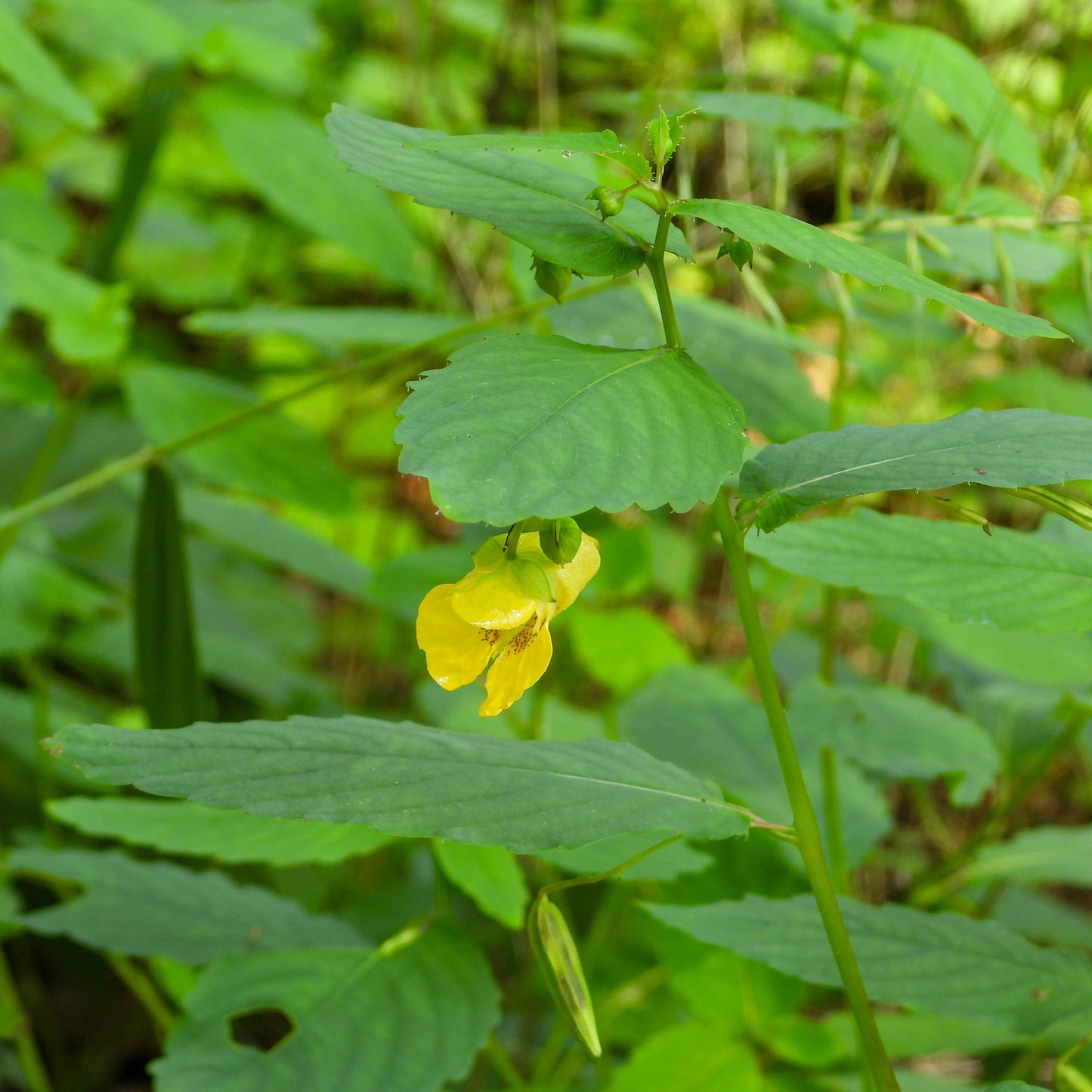 Jewelweed, Yellow (Impatiens pallida)