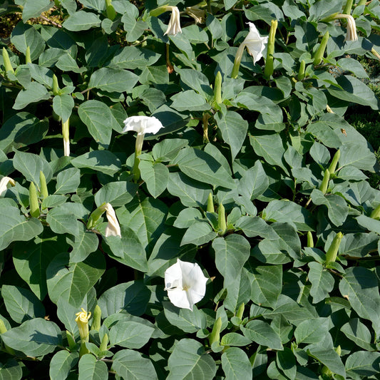 Datura, Sacred (Datura inoxia)