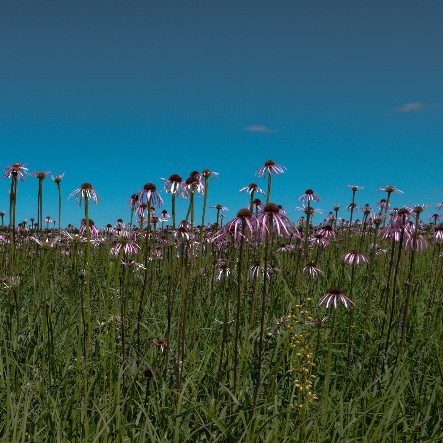 Echinacea angustifolia (Echinacea angustifolia)