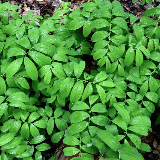 Solomon's Seal (Polygonatum biflorum)