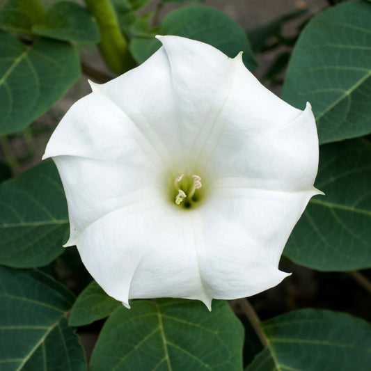 Datura, Sacred (Datura inoxia)