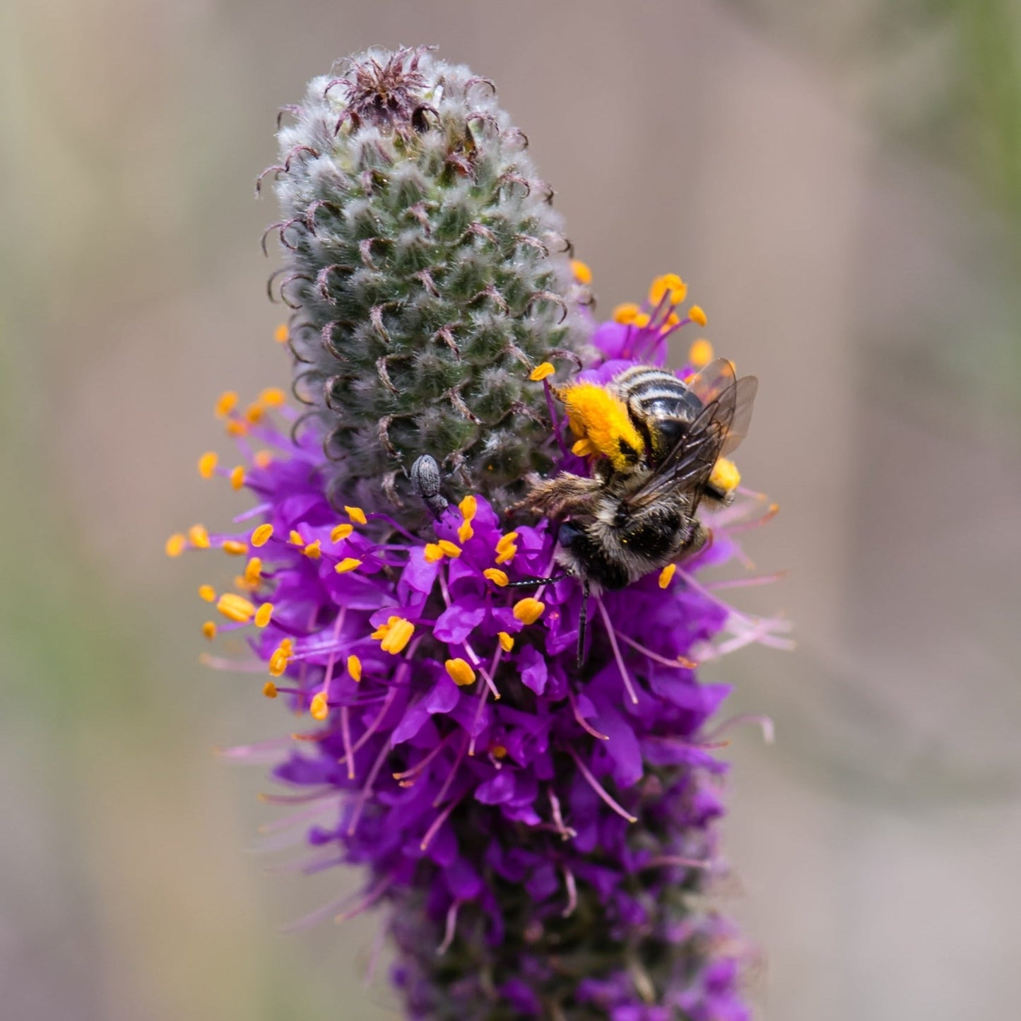 Clover, Purple Prairie (Dalea purpurea)