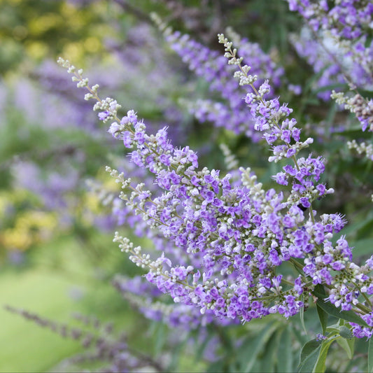 Chaste Tree aka. Vitex (Vitex agnus-castus)