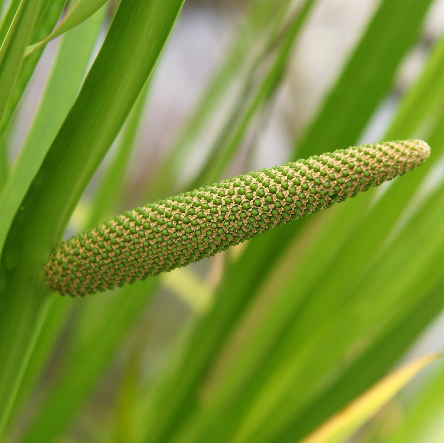 Calamus aka. Sweet Flag (Acorus americanus)